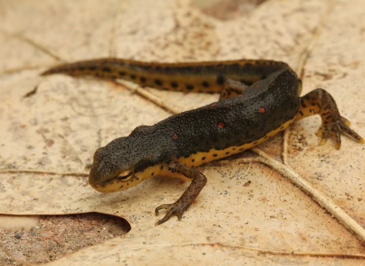 Red-spotted Newt